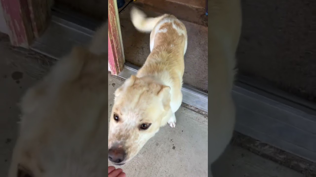 Mesa, an adopted mixed breed in Fort Collins, CO video 5/6