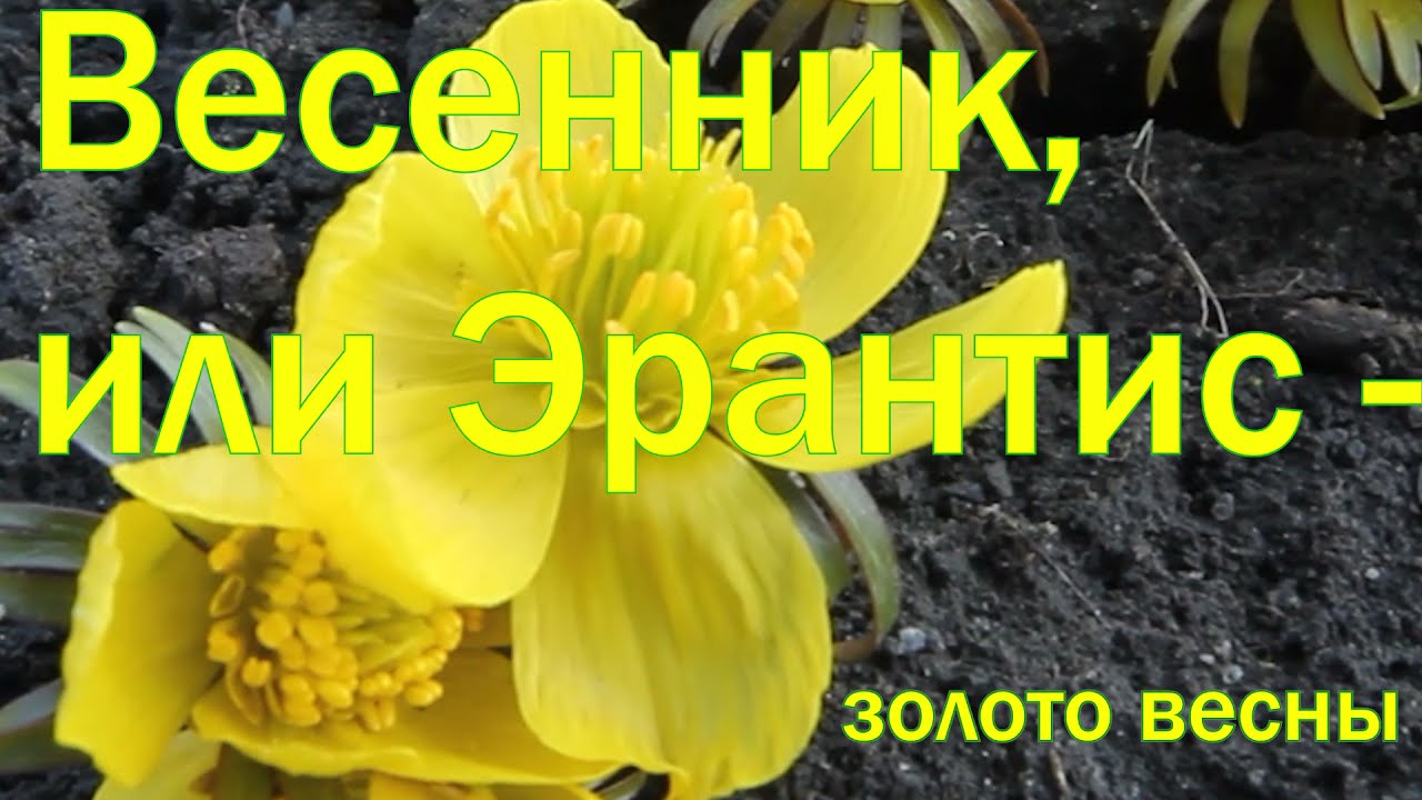 Эрантис зимний, или Весенник