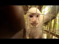 Monkey Steals My GoPro And Films With It