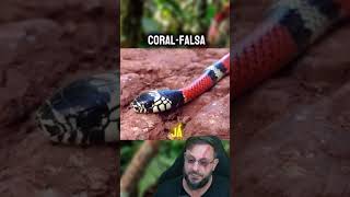 Cobra coral, diferenciar verdadeira ou falsa? #biologohenrique #animais #bichoesperto #biologo
