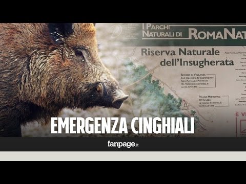 Emergenza cinghiali a Roma, la paura dei residenti: "E' un'invasione, siamo in pericolo"