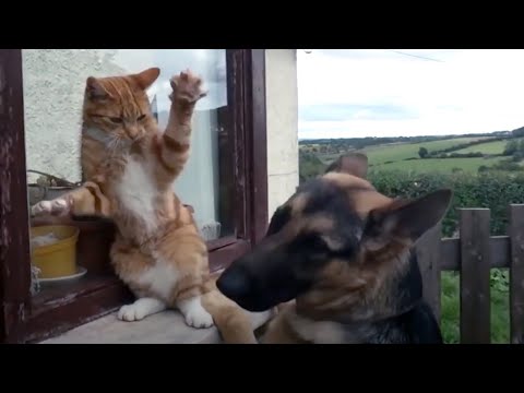 Angry Cats VS Dogs Funny Compilation 2020 - Who wins? [Funny Pets]