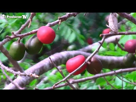 , title : '¿Cómo cultivar Ciruelas?'