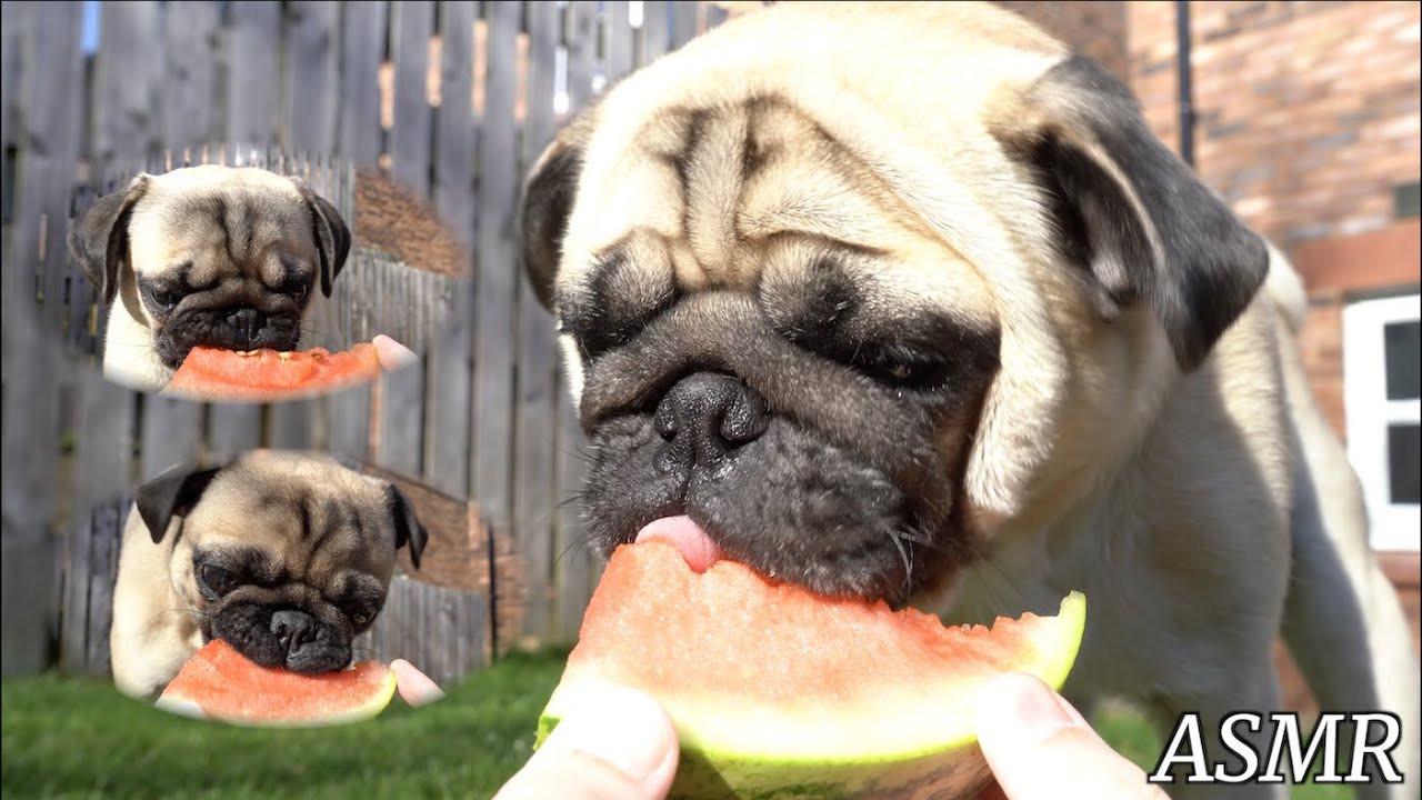 Pugs Eating Their First Watermelons! (ASMR)