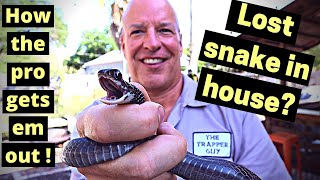 How to get a snake out of your house (professional advice)