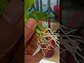 Propagate Lucky bamboo 2x faster