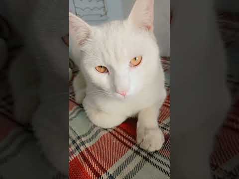 cute cat#pets  #rising #pakistan with nadeem awan