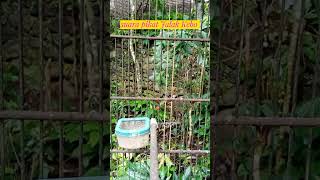 Download lagu Suara pikat burung jalak kebo gacor #shorts mp3