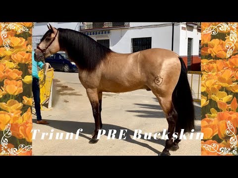 SOLD ⚜️ TRIUNF BUCKSKIN PRE STALLION ⚜️ www.fantasticprehorses.com