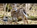 Scientists find 1st deer infected with omicron variant in New York City