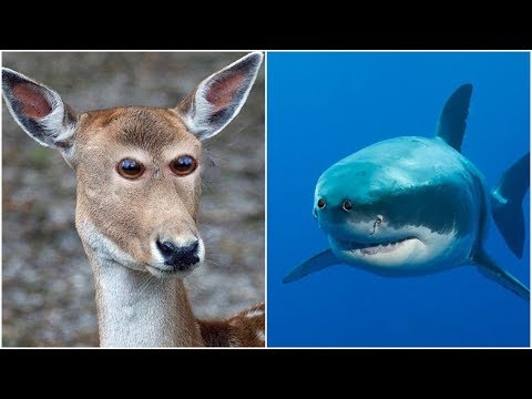 image-Why do some animals have eyes on the side of their head?
