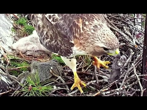 Cornell Red tailed Hawks~Arthur brings a prey! Took an old one and flew off~4:18 PM 2022/05/03