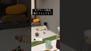 ホグワーツに入学したい赤ちゃん #育児記録 #赤ちゃん #育児あるある #赤ちゃんのいる生活 #べびすたぐらむ