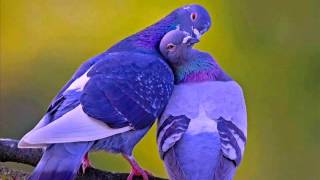 Download lagu Semusim Chrisye & Waljinah mp3 Download lagu Semusim Chrisye & Waljinah mp3