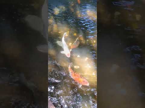 Fonte das Carpas Nova Veneza GO