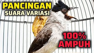 Download lagu PANCINGAN KUTILANG GACOR SUARA VARIASI AMPUH BIKIN LAWAN NYAUT mp3 Download lagu PANCINGAN KUTILANG GACOR SUARA VARIASI AMPUH BIKIN LAWAN NYAUT mp3