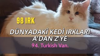 Dünyanın Tüm Kedi Irkları | 98 Irk A’dan Z’ye Tanıtım (Resimli)