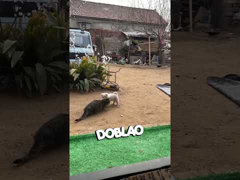 Te Enseño a CAZAR 😾🐶| #DOBLAO