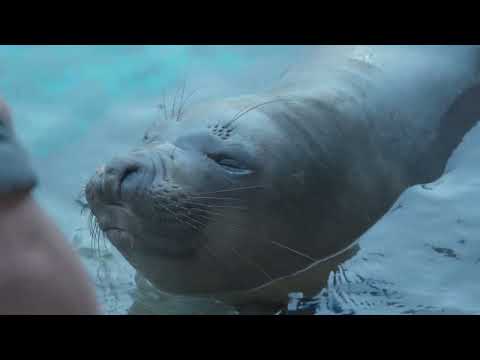 Sea Lion Splash: Seals vs. Sea Lions
