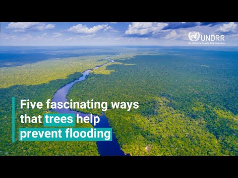 Five fascinating ways that trees help prevent flooding | UNDRR