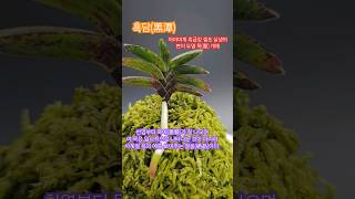 Download lagu 흑담..사계절 묵의 예가 멋진 풍란#콩이 #풍란 #부귀란 #風蘭 #富貴蘭 #orchid #vanda #plants #shorts #흑담 mp3