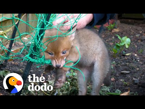 Rescuers Save Trapped Baby Fox | The Dodo