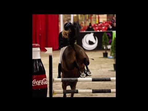 148 Pony - Schoolmaster - Image 2