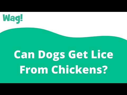 YouTube video about: Can dogs get mites from chickens?