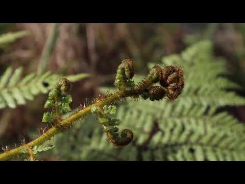 Hamilton section update – January 2021