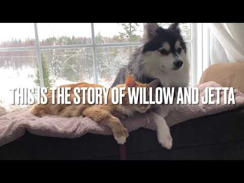 YouTube video about: Do pomskies like cats?