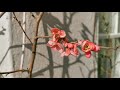 Flowering Quince
