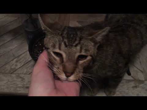 Why you gotta be so cute? Artie The Cat