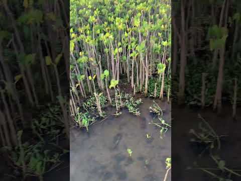 Travesía de estado en la balsa, desde brejo grande hasta Piaçabuçu