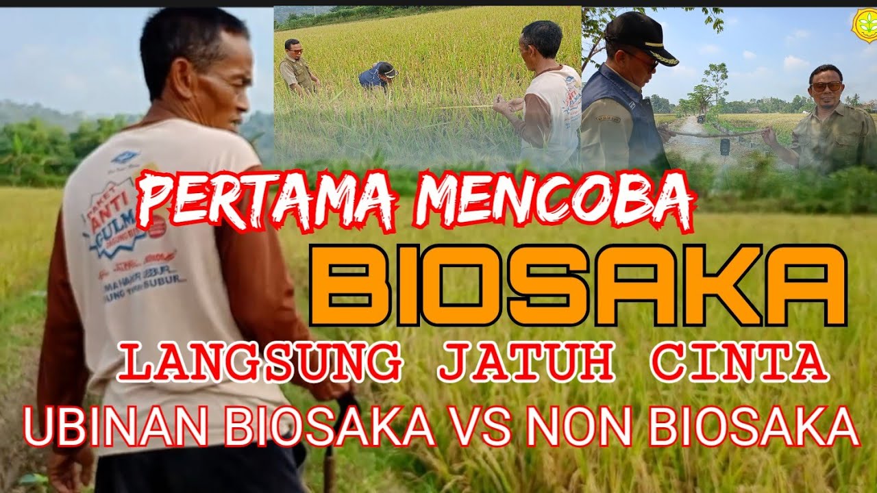 Ubinan Biosaka VS Non Biosaka 