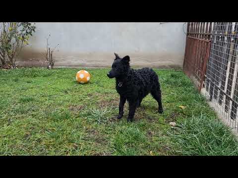 Mudi Welpe kaufen