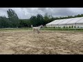 Cavallo grigio