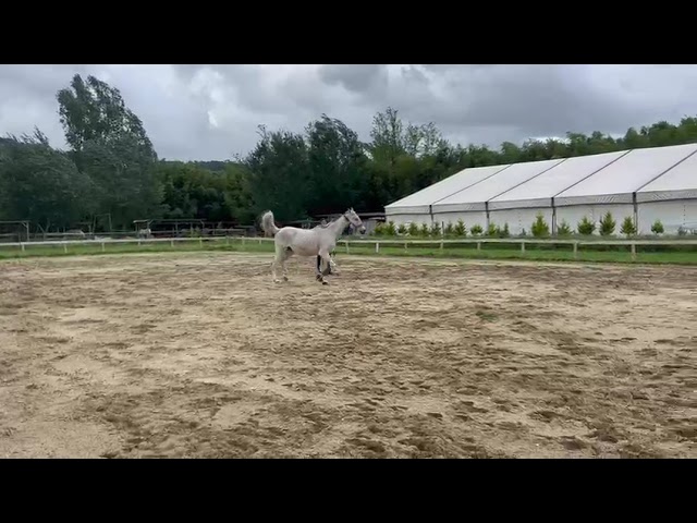 Cavallo grigio