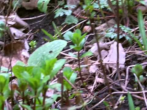 Wild plant foraging journey's # 39 Mentha spicata - spearmint - YouTube