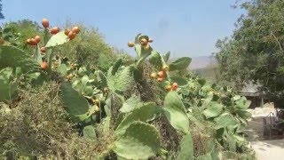 preview picture of video 'סברס (צבר מצוי).Indian fig opuntia, barbary fig, cactus pear, spineless cactus, prickly pear Israel'