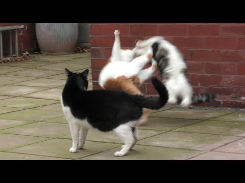 Cat Fight Compilation Video | 4K