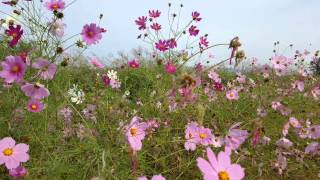 He'll have to stay - skeeter Davis.