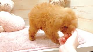 トイプードルの動画01