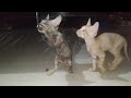 Crazy Cat Browny And Blacky Gone Crazy When Play RobinSeplut