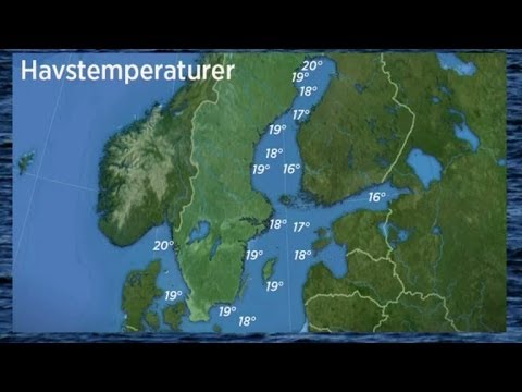 Anders Nylund om havstemperaturerna - Nyhetsmorgon (TV4)