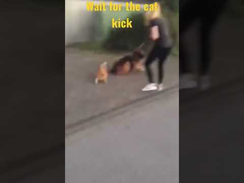 This cat is better fighter than you?#shorts#respect#cat#cats#dog#dogs#funnycats#funnydogs