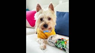 Video preview image #1 Mutt Puppy For Sale in Corona, CA, USA