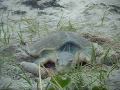 La tortuga lora amenazada por los perros abandonados en Panamá