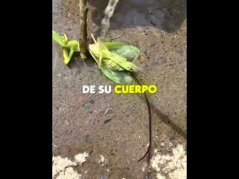 Este Insecto Tenía Algo ATERRADOR 😱🦗