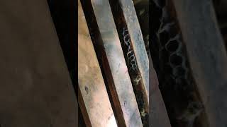 موسم جمع العسل 