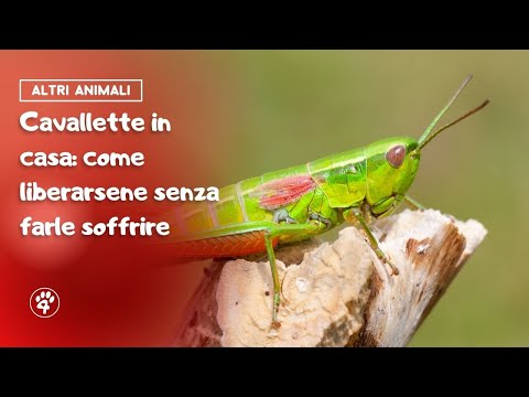 Cavallette in casa: come liberarsene senza farle soffrire 🦗 | Amoreaquattrozampe.it